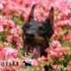 Altobello Dobermann kennel review
