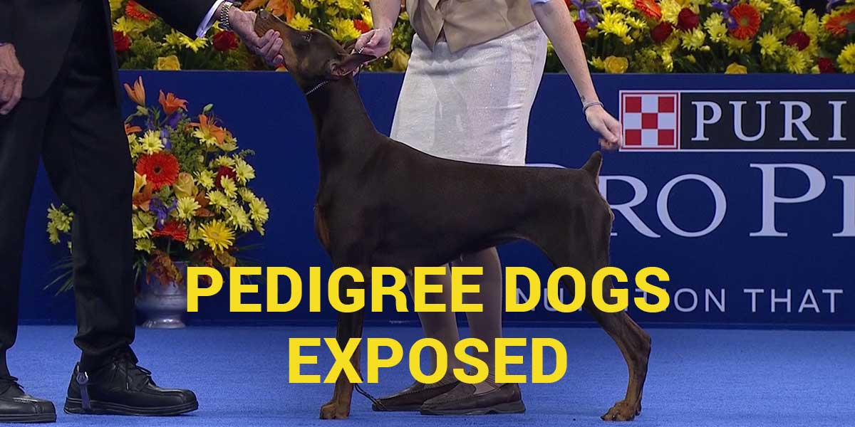 pedigree dogs exposed dobermann