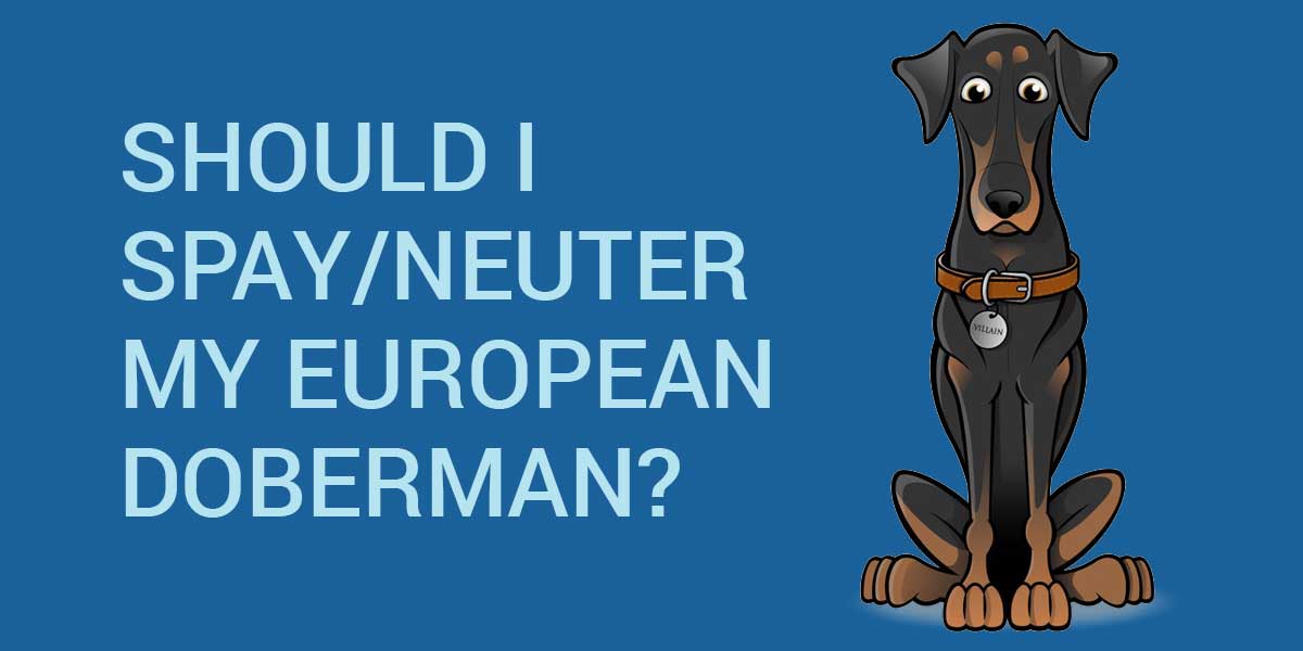 should I spay neuter my european doberman