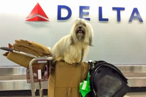 Traveling with dogs internationally