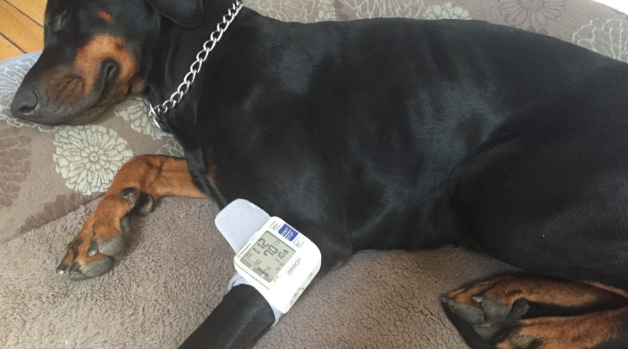 Hoe de bloeddruk bij honden te meten