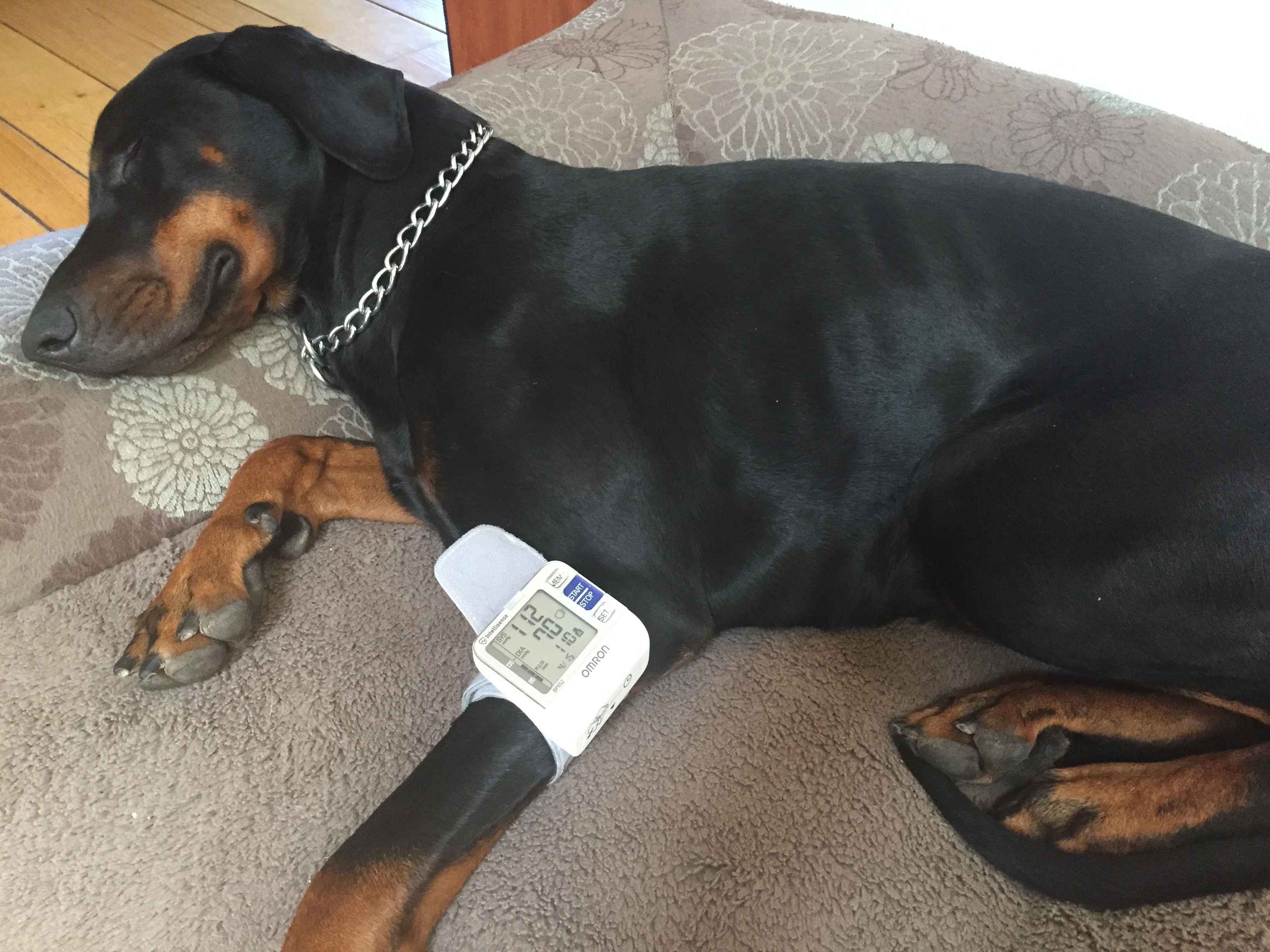 How to measure blood pressure in dogs at home