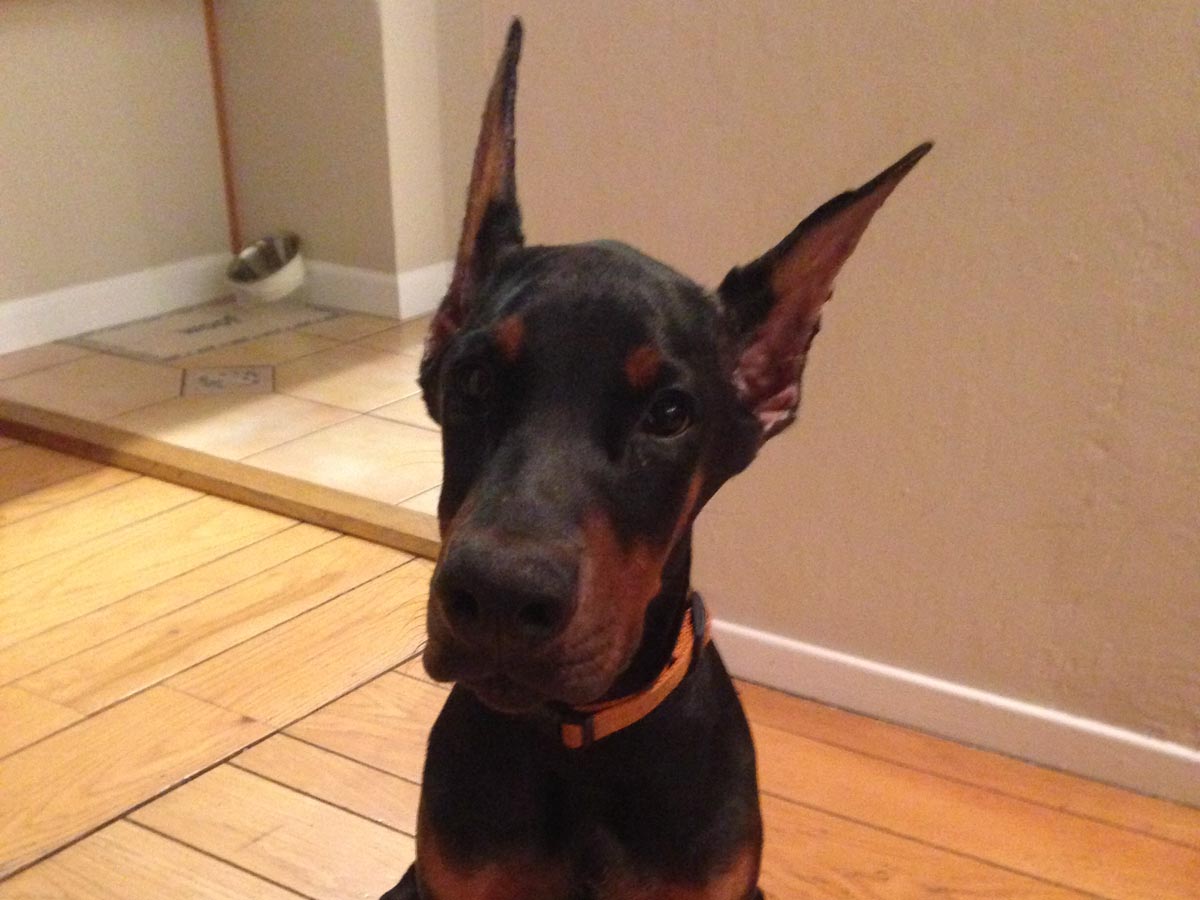posting doberman ears with breathe right strips