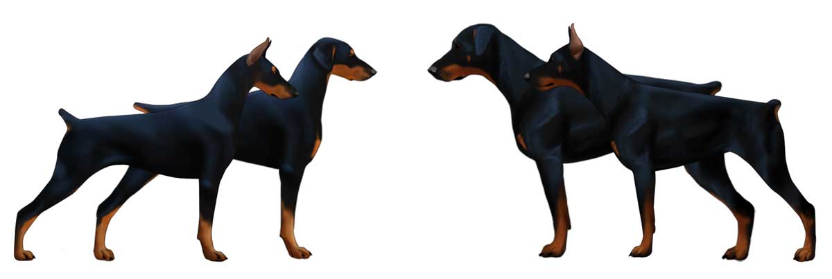 difference between european doberman and american