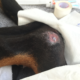 Wound care for dogs with pressure sores