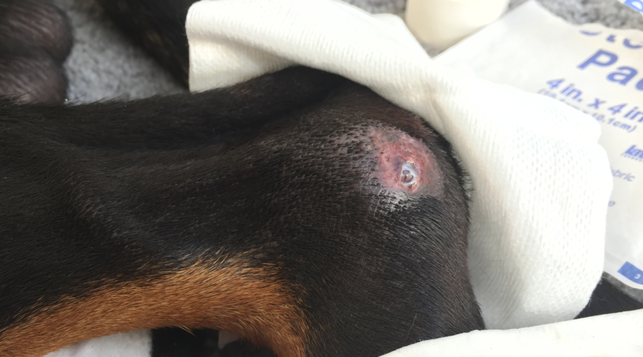 Уход за ранами для собак с пролежнями