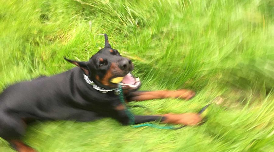 European Doberman playing with a ball