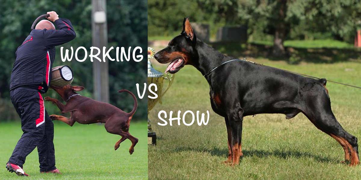 is doberman a working dog