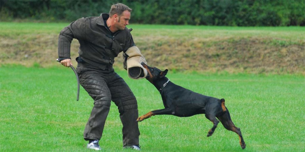 Working Doberman vs show doberman - DobermanBlog