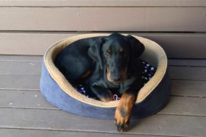 How to raise a doberman puppy – first days at home
