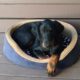How to raise a doberman puppy – first days at home