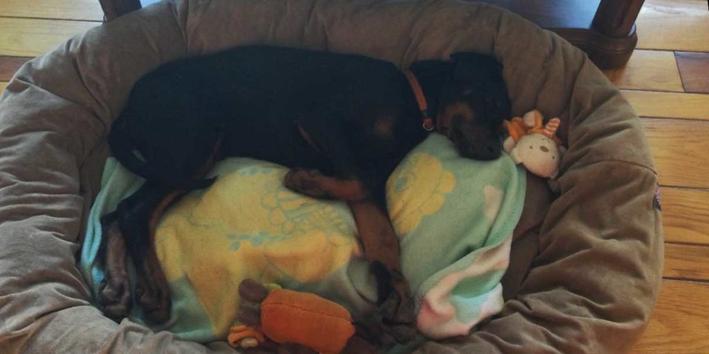 How to raise a doberman puppy first days at home Doberman Blog