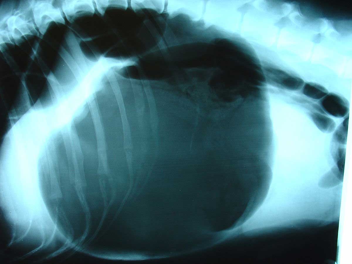 Bloat röntgenfoto