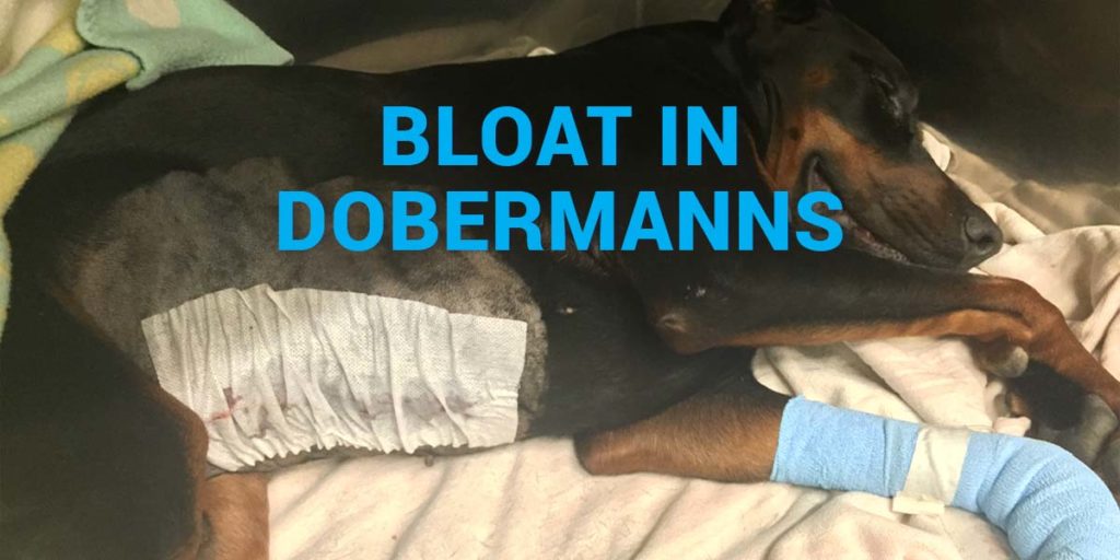 Bloat em Dobermanns