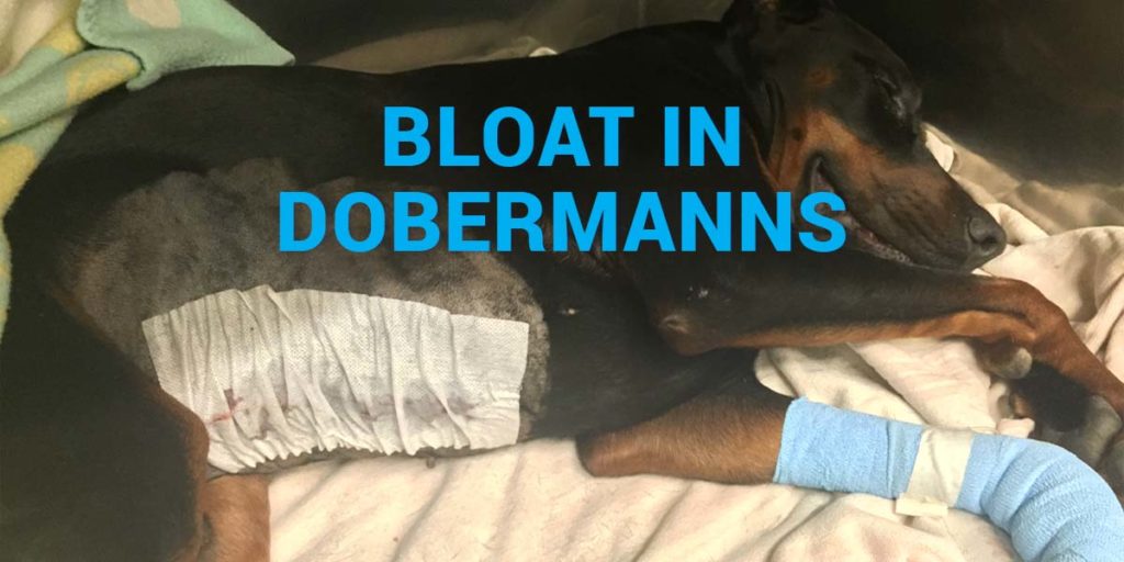 Uppblåsning i Dobermanns