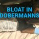 Uppblåsning i Dobermanns