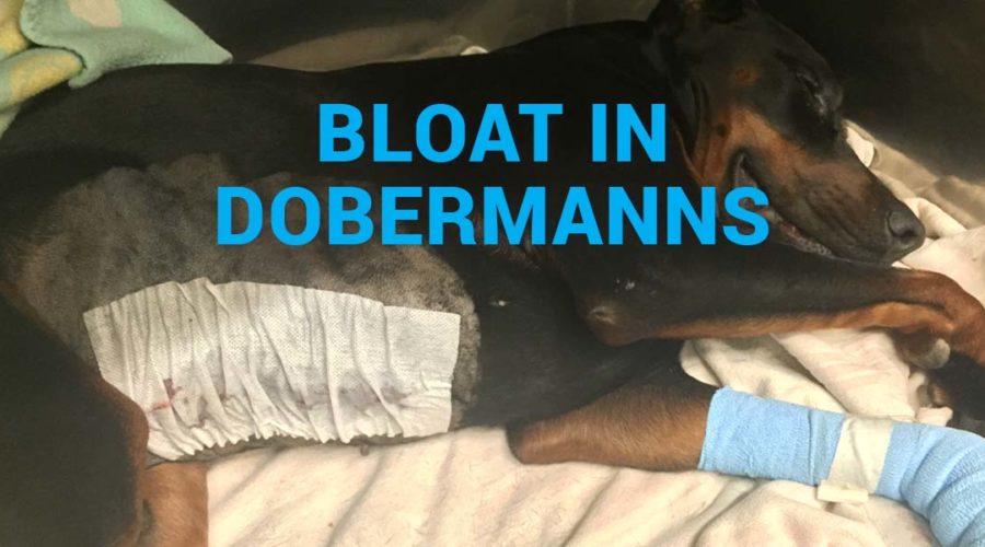 Bloat em Dobermanns