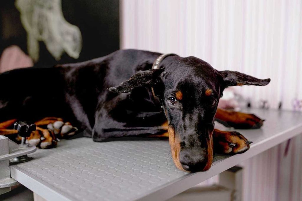 torsion hos hunde - Doberman Blog