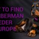 Importing a dog: how to find a breeder in Europe