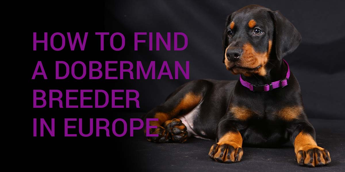 Dobermann Welpe zu verkaufen