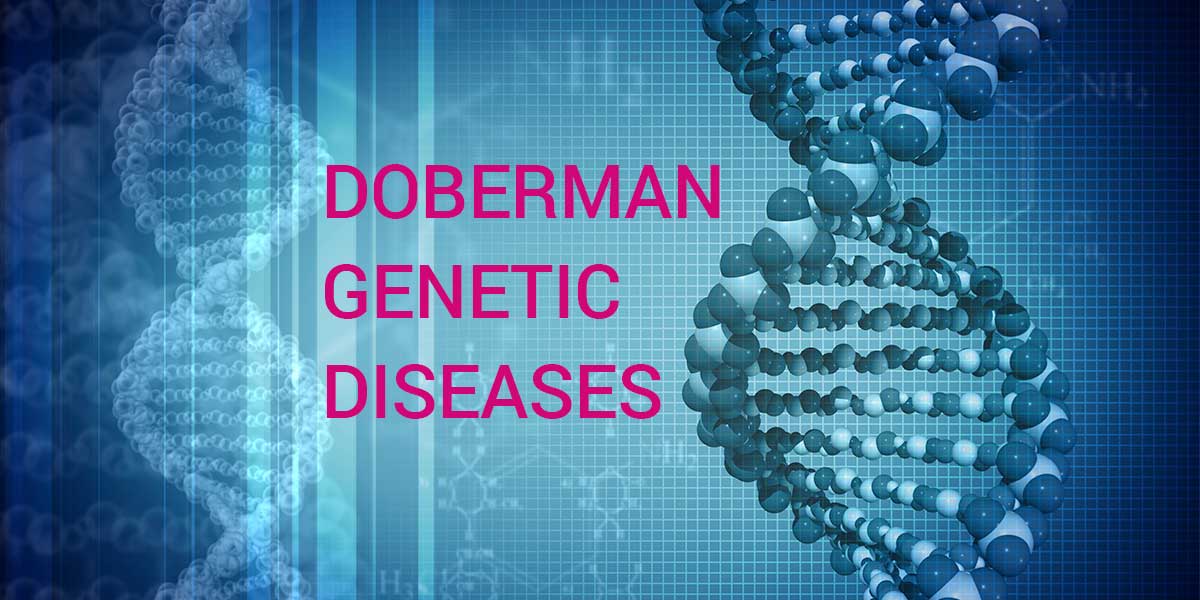 Доберман генетске болести