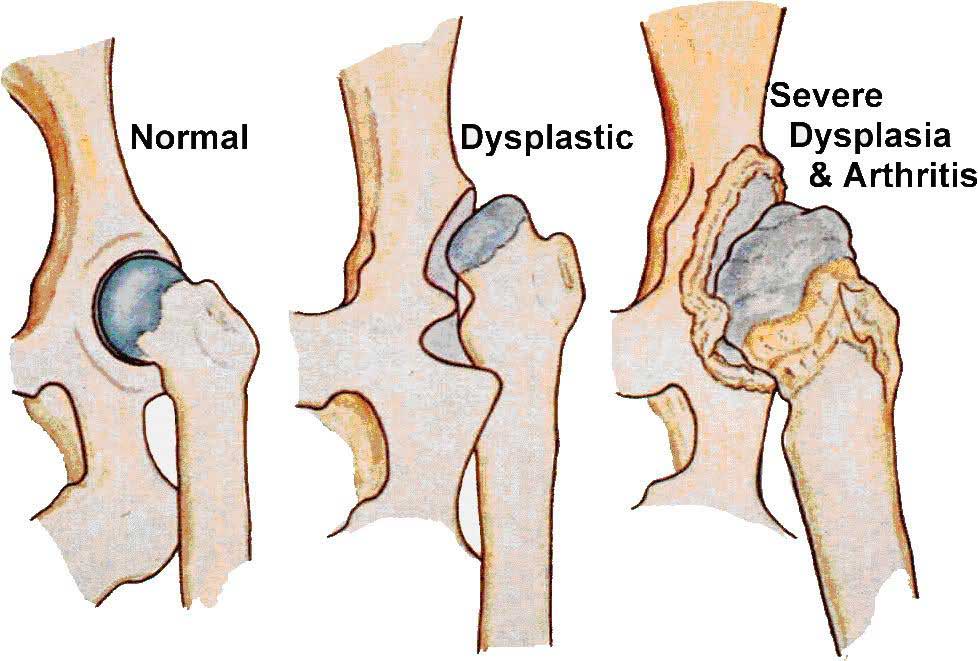 dysplasie de la hanche dobermann