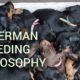 Filosofía de cría de Doberman - debe leer
