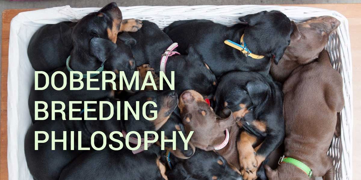 filosofia di allevamento del doberman europeo