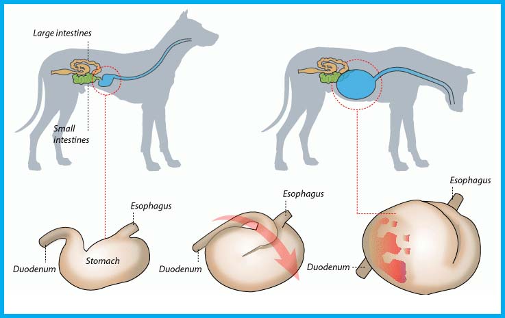 vólvulo de dilatación gástrica en perros