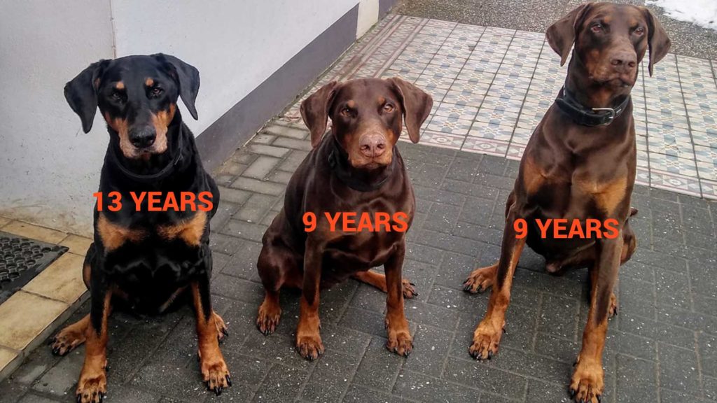 Importing a dog how to find a breeder in Europe