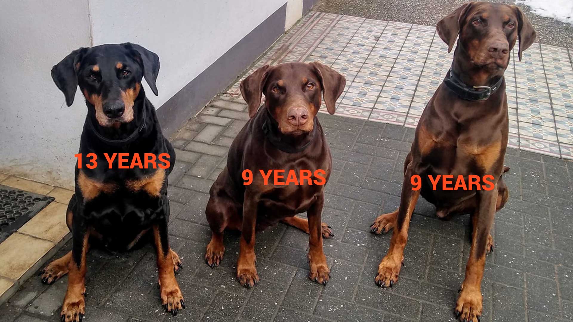 how to find Dobermann breeder in europe