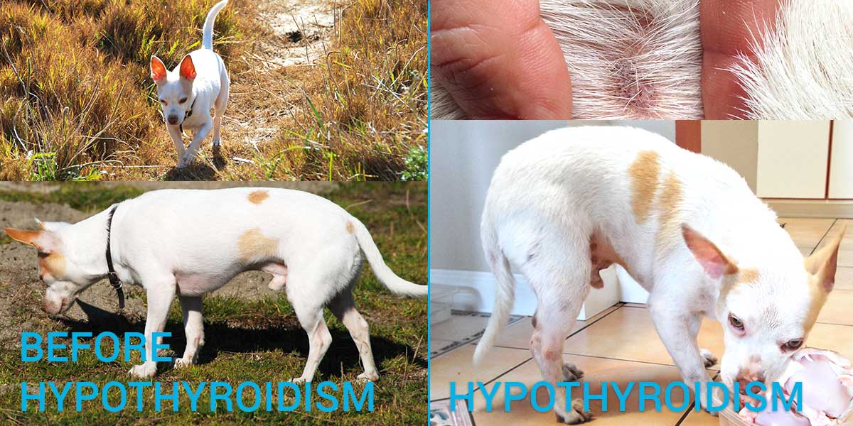 hipotiroidizem pri prikrajšanih psih