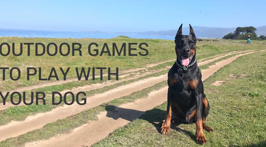 Spiele im Freien mit Ihrem Hund europäischen Dobermann zu spielen