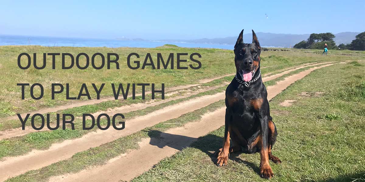 Spiele im Freien mit Ihrem Hund europäischen Dobermann zu spielen