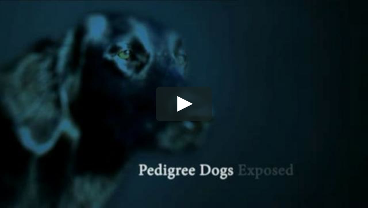 pedigree dogs exposed dobermann