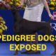 Cani di razza esposti: il Dobermann.