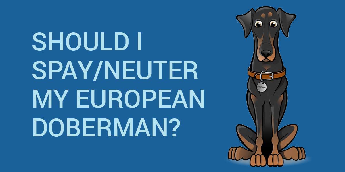 ¿Debo esterilizar a mi doberman europeo?