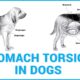 Stomach torsion in dogs
