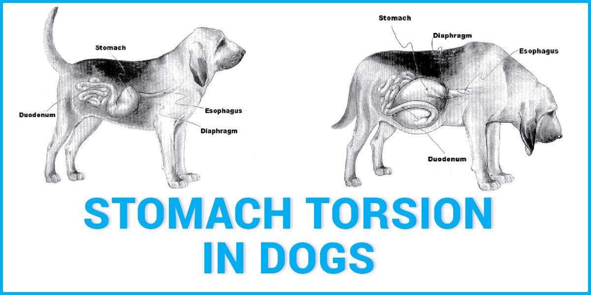 Torção estomacal em cães