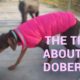 The truth about shy doberman